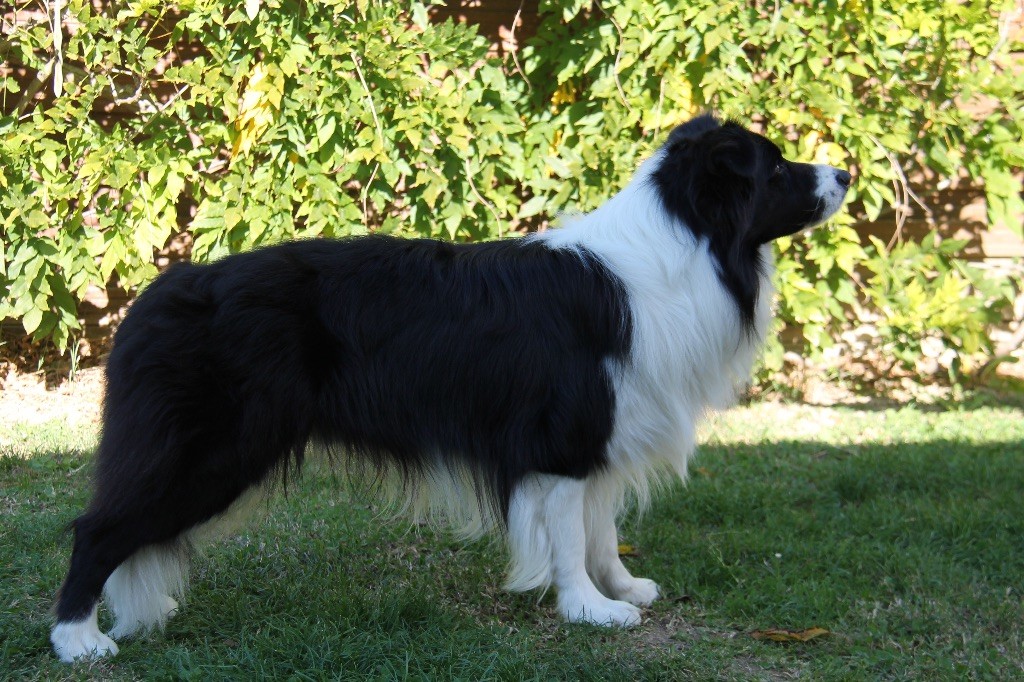 Unix des Collines de Sagne