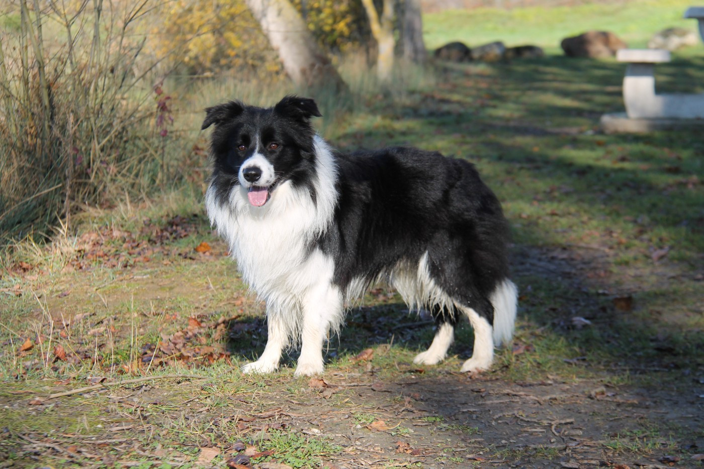 Champion des Expositions Nationales Jeune